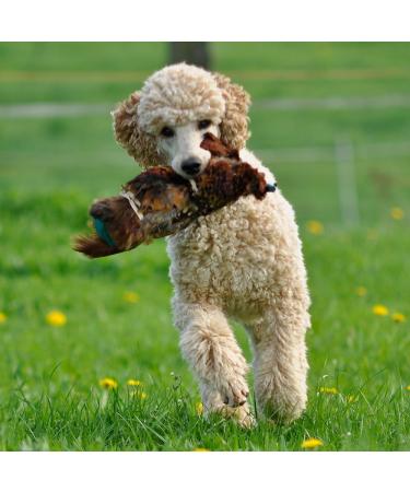 Romneys Pheasant Dummy 500g | Real Plumage & Feather Training Dummy for Hunting Dogs | Floatable Wild Dummy - Buy Online on SooperMarket.com