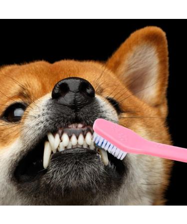 ORFOFE 36 Pcs Double Head Dog Toothbrush Pet Cleaning Toothbrush Dog Toothbrush Toothpaste Pet Stuff Pp - Buy Online on SooperMarket.com