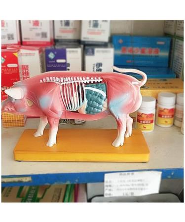 Acupuncture Pig Model Veterinary Acupuncture Animal Anatomy Model Medical Training Aid - Buy Online on SooperMarket.com