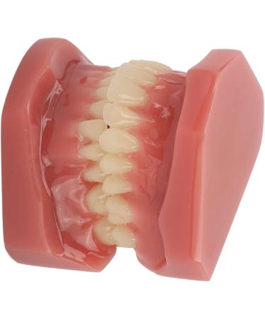 Teeth Demonstration Model - Orthodontic Mouth Training Reusable 28 Tooth Simulation for Dental Professionals & Hospitals - Buy Online on SooperMarket.com