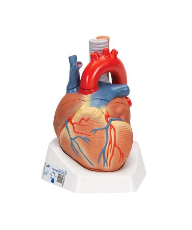 3B Scientific VD253 7 Part Heart Model 7.9-Inchx5.9-Inchx6.7-Inch