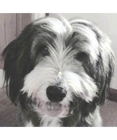 100% Natural Flea Shampoo for Dogs - Natural Flea Away Shampoo - Flea Shampoo for dogs to kill Fleas and Eggs - Safe Chemical Free - Natural Dog Flea Shampoo - Buy Online on SooperMarket.com