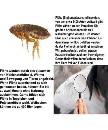 Pvu Flea Spray 2x2L - Long-Lasting Water-Based Solution for Indoor & Outdoor Flea Control - Shop Now! - Buy Online on SooperMarket.com