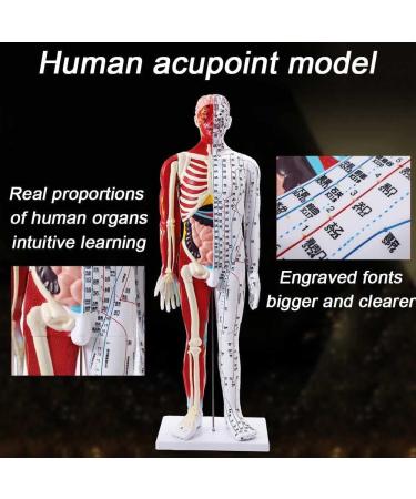 Male Acupuncture and Muscle Model Acupuncture Manikin 85Cm Meridian Anatomy Models with Accurate Lettering of Acupuncture Points for Teaching Training Presentation - Buy Online on SooperMarket.com