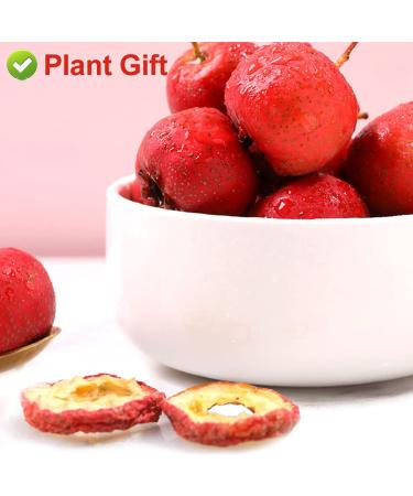 Buy Dried Hawthorn Berries (Shaanzha) - 80g Plant Gift for Health Tea | International Shipping - Buy Online on SooperMarket.com