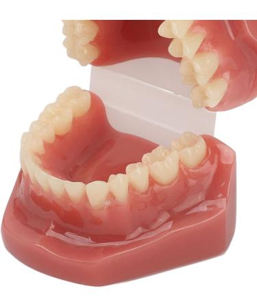 Teeth Demonstration Model - Orthodontic Mouth Training Reusable 28 Tooth Simulation for Dental Professionals & Hospitals - Buy Online on SooperMarket.com