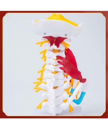 Human Cervical Spine Model Body Model Learning Props Cervical Spine Muscle and Nerve Anatomy Spine Bone Model - Buy Online on SooperMarket.com