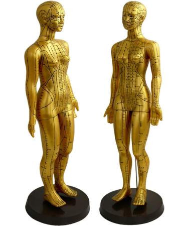 Human TCM Meridian Point Model Acupuncture Female Model Male Model + Hand Model + Foot Model + Ear Model - Buy Online on SooperMarket.com