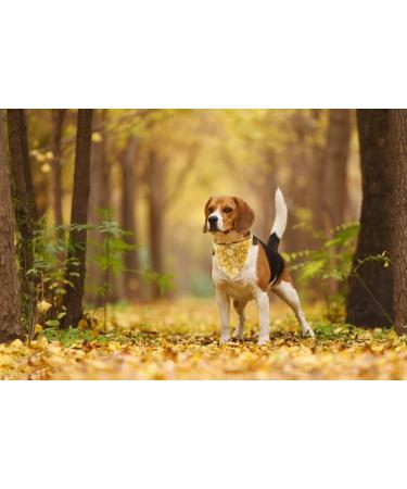Lionet Paws Dog Bandana - Triangle Scarf for Small Medium & Large Dogs | White Flower Print - Buy Online on SooperMarket.com