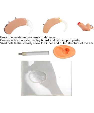 Silicone Right Ear Model with Fine Details - Ideal for ENT Hospitals - Buy Online on SooperMarket.com
