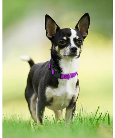 Joytale Reflective Dog Collar for Puppies - XS Purple | International Shipping Available - Buy Online on SooperMarket.com