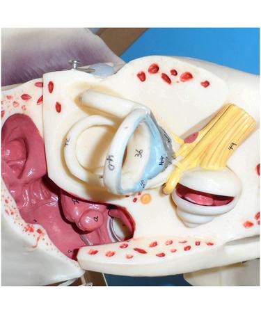 Human Ear Human Ear Body Model Medium Ear Ear External Ear Membrane Temporal Ear Ear Model Educational Model (Size: 16.1x17.3in) - Buy Online on SooperMarket.com
