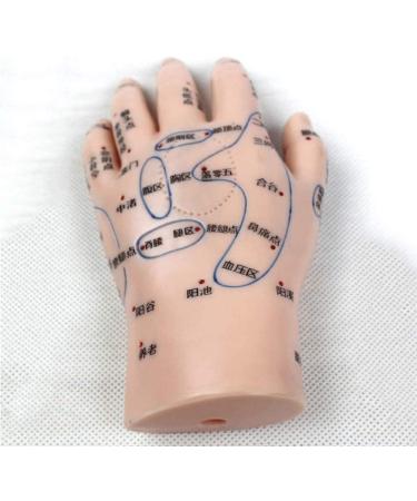 1 Pair of Human Human Body Hand Template PVC Model Chinese Hand Reflex Area Reflexology - Buy Online on SooperMarket.com
