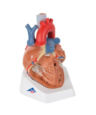 3B Scientific VD253 7 Part Heart Model 7.9-Inchx5.9-Inchx6.7-Inch - Buy Online on SooperMarket.com