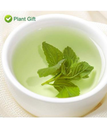 100% Organic Peppermint Tea - Health Benefits & Traditional Flavor - 30g | Global Shipping - Buy Online on SooperMarket.com