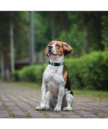 Audwud Thick Nylon Neck Band Dog Collar - Adjustable Classic Design for Small Medium & Large Dogs | M Size: 37-54 cm | Available in Multiple Colors - Buy Online on SooperMarket.com