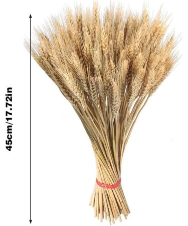 Dried Wheat Stalks 100Pcs Dried Wheat Sheaves Rustic Natural Ears of Wheat Natural Wheat Decor for Home Farmhouse Fireplace Wedding Party and Table/523 - Buy Online on SooperMarket.com
