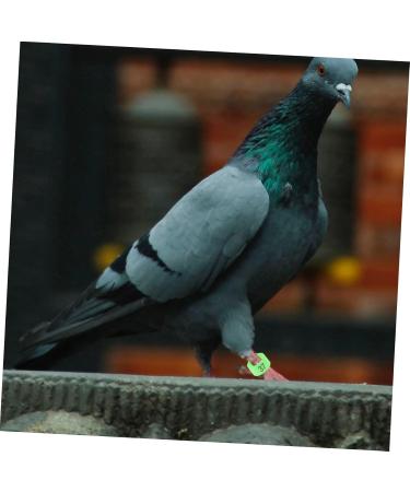 Beavorty 300 Pcs Pigeon Anklet Where Labels Pet Chicken Bands Birds Supplies Bird Drinker Ornamental Pigeon 1X1X0.8CMx3pcs Greenx3pcs - Buy Online on SooperMarket.com