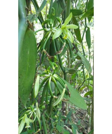 Premium Madagaskar Bourbon Vanilla Beans - Minimum 13 cm, Pack of 15 - Buy Online on SooperMarket.com