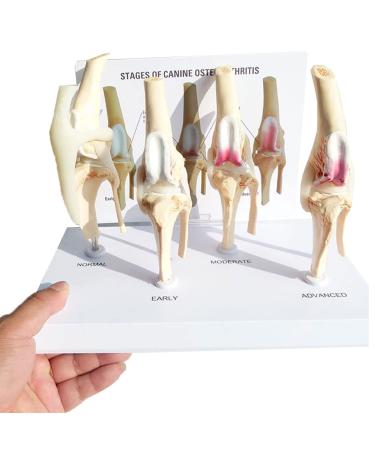 4 Stages Dog Knee Model Dog Artificial Knee Joint Model Life Size PVC Dog Knee Joint Model Stages of Canine Osteoporosis Model for Veterinary Office Educational Tool