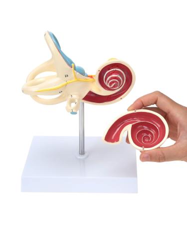 RONTEN Inner Ear Model - 8X Life-Size Medical Anatomy Model - Buy Online on SooperMarket.com