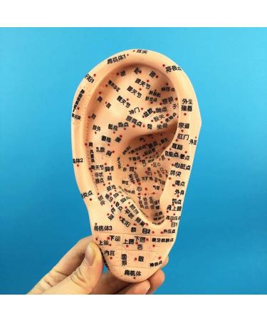 Model for Ear Acupuncture 16 cm The Pressure Point and Meridians Anatomical Model Doctor PVC Acupuncture - Buy Online on SooperMarket.com