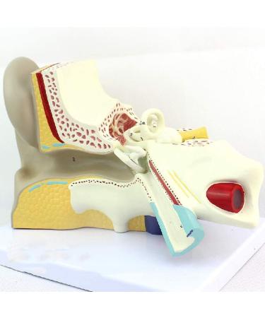 Educational Model of Auditory System Model for Otolaryngology Medical Model of The Human Ear The Inner Ear Ear Suitable for Training Equipment - Buy Online on SooperMarket.com