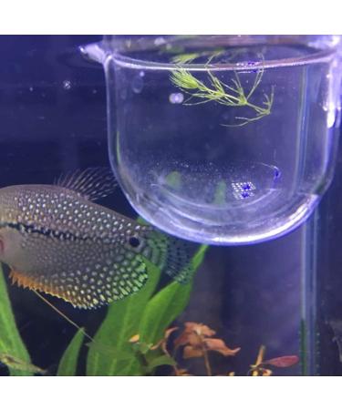 Senzeal 2PCS Large Glass Feeding Cone Cup for Aquarium with Seam - Ideal Fish Feeder for Brine Shrimp and Red Worms - Buy Online on SooperMarket.com