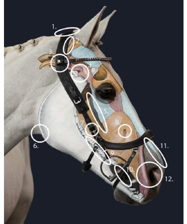 Buy PresTeq FaySport Snaffle Bridle - Brown Warmblood Extra | International Shipping Available - Buy Online on SooperMarket.com