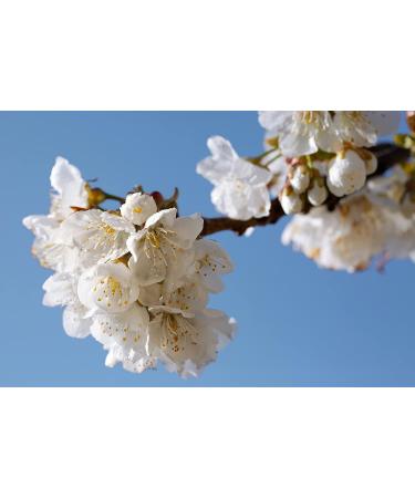 L'Occitane Cherry Blossom Shower Gel - 8.4 fl. oz | Nourishing & Comforting - Buy Online on SooperMarket.com