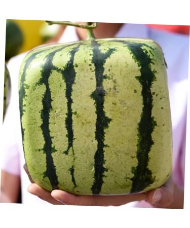 OSALADI 2pcs Pumpkin Fruit Tools Vegetable Growth Mold Large Pole Shaping Mold Watermelon Square Former 15x15cmx2pcs Transparentx2pcs - Buy Online on SooperMarket.com