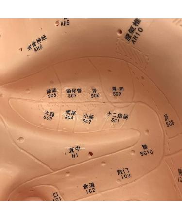 Ear Acupuncture Template Template - Human Giant Ear Acupuncture Template - Chinese Medicine Ear Pattern - Buy Online on SooperMarket.com