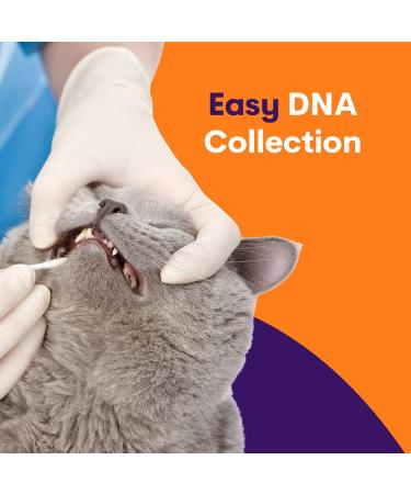 ORIVET Cat Breed DNA Test - 1 Pack | Comprehensive Genetic Health Screening & LifePlan | At Home Cheek Swab | Accurate & Fast Results - Buy Online on SooperMarket.com