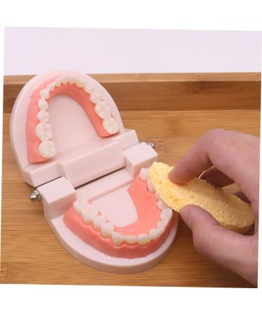 Frcolor Early Dental Education Role-Playing Toys | Wooden Puzzle for Kids & Toddlers - Learn to Brush Teeth Fun! - Buy Online on SooperMarket.com