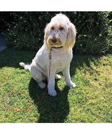 Tie Out Cable with Spiral Ground Stake - Heavy Duty Stake Sturdy and Secure - Outdoor Yard Camping Dog Leash Puppy Pet - Anchor Point with Spring Loaded Clip (16ft (5m)) - Buy Online on SooperMarket.com