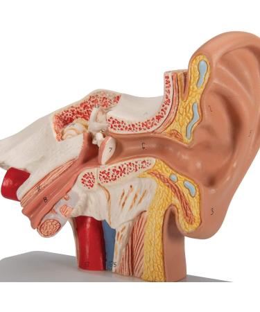 Human Ear Model 1.5 Times Natural Size Model with 2 Parts Illustrating Ear Regions Ear Cleaner Humans - Buy Online on SooperMarket.com