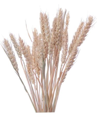 Cabilock Natural Dried Flowers 30 Pcs Natural Artificial Flower Decorative Artificial Flower As Shownx2pcs mediumx2pcs - Buy Online on SooperMarket.com