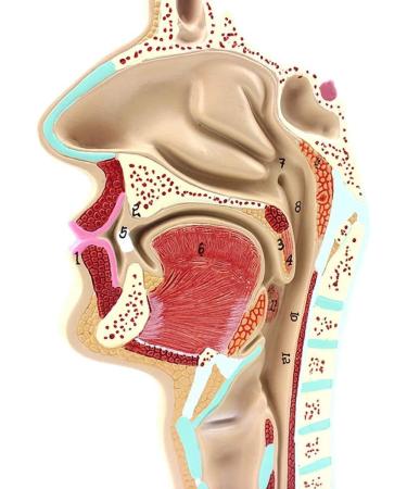 Model of The Nasal Cavity - 1: 1 Life Size Oral Neck Anatomical Model Nasopharyngeal cave - Training aid Medical Training Materials - Buy Online on SooperMarket.com