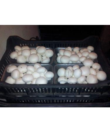 Portal Cool 28gr / 1 () Pulsante Bianco di Funghi micelio Spawn per la coltivazione su cartone
