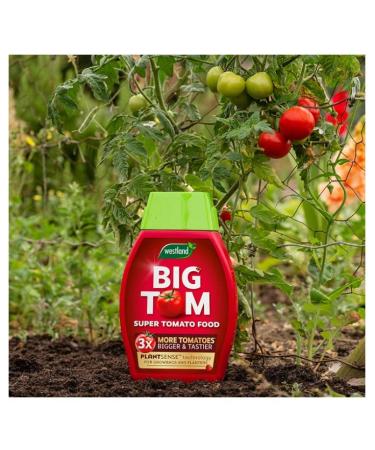 Westland Tomato Food 1Litre- For Juicy Best Tasty Tomatoes - Buy Online on SooperMarket.com