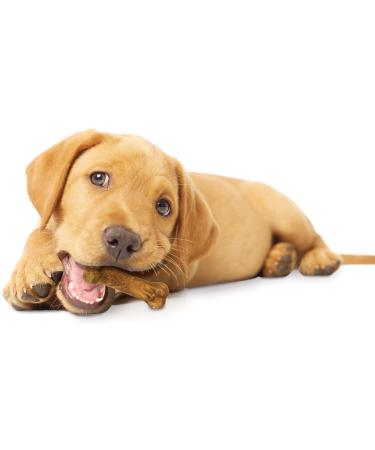 NYLABONE Healthy Edibles Puppy Lamb/Apple Petite Chews 8 Count Pouch Each Lamb and Apples - Buy Online on SooperMarket.com