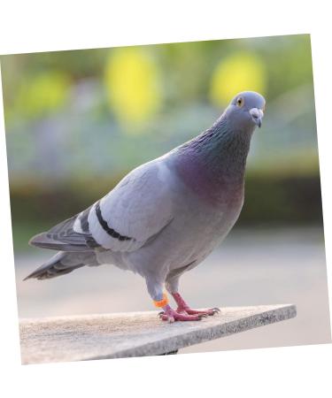 FOMIYES 300 Pcs Pigeon Anklet Ring Protector Parrot Leg Ring Foot Ring for Pigeon Xuan Feng Birds Baby 1.3X1.3CMx3pcs Orangex3pcs - Buy Online on SooperMarket.com