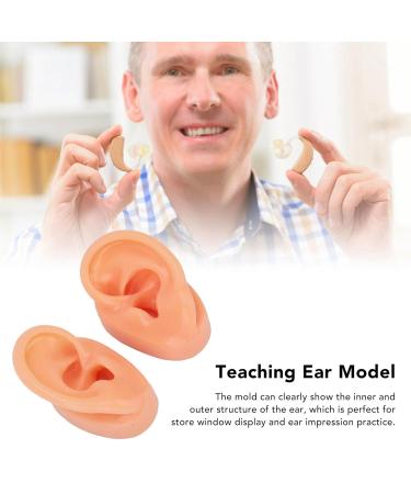 Waterproof Simulated Teaching Ear Model for Doctors - Long Lasting Artificial Ear - Buy Online on SooperMarket.com