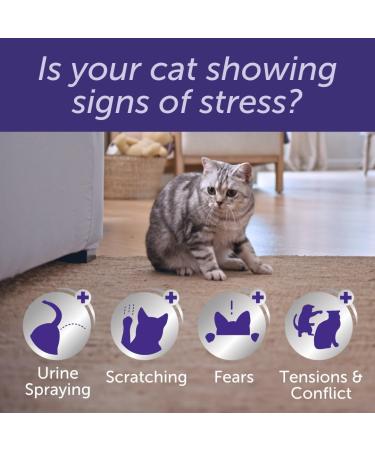 Feliway Optimum Refill Purple Package may vary 3 Count ( Pack of 1) - Buy Online on SooperMarket.com