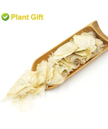 Buy Semen Oroxyli 40g - Jade Butterfly Tea (Oroxylum Indicum) | Herbal Chinese Health Tea | International Shipping - Buy Online on SooperMarket.com