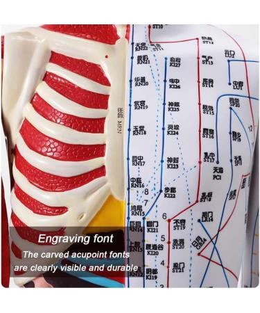 Male Acupuncture and Muscle Model Acupuncture Manikin 85Cm Meridian Anatomy Models with Accurate Lettering of Acupuncture Points for Teaching Training Presentation - Buy Online on SooperMarket.com