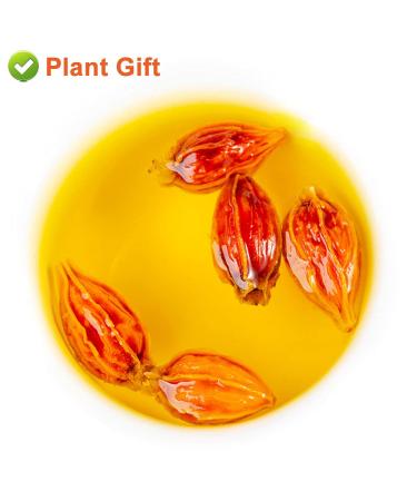 Buy Organic Gardenia Fruit Tea 80G | Chinese Herbal Tea - Jasmine Flavor - Natural Wellness - Buy Online on SooperMarket.com