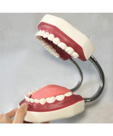 LBYYH Life-Size Dental Teeth Model for Kids - Standard Adult Demonstration Tooth for Early Oral Education & Brushing Practice - Buy Online on SooperMarket.com