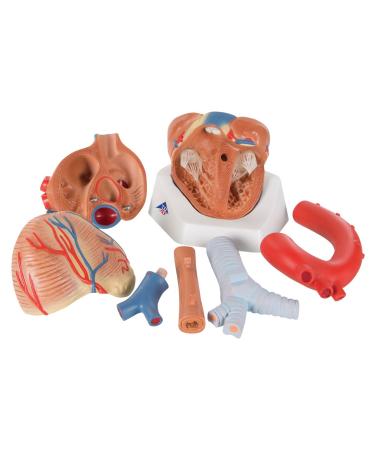 3B Scientific VD253 7 Part Heart Model 7.9-Inchx5.9-Inchx6.7-Inch - Buy Online on SooperMarket.com