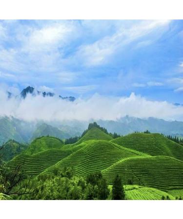 CENVEL Authentic Loose Leaf Mao Feng Green Tea | Chinese Pure 100% Natural Green Tea | Rich in Antioxidants | Delicate in Taste | Eco-Friendly Packaging | Zero Plastic (120g) - Buy Online on SooperMarket.com